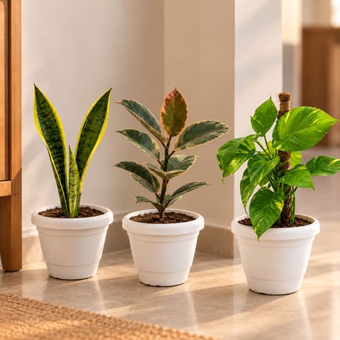 Low Maintenance Leafy Trio - Set of 3 - Snake Yellow Long, Rubber Pink, Money Plant Green with Moss Stick (~1.5 ft) in 8 Inch White Classy Plastic Pot | Easy Care Plants