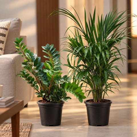 Large Indoor Plants Elegant Duo - Set of 2 - Large Green ZZ (~ 1.5 Ft) & Areca Palm (~ 2.5 Ft) in 8 Inch Nursery pot