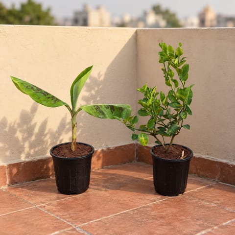 Fruit Plants - Set of 2 - Banana / Kela Plant & Kagzi Lemon/Nimbu in 6 inch Nursery Pot