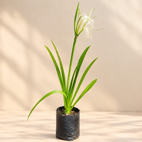 Spider Lily in 3 Inch Nursery Bag