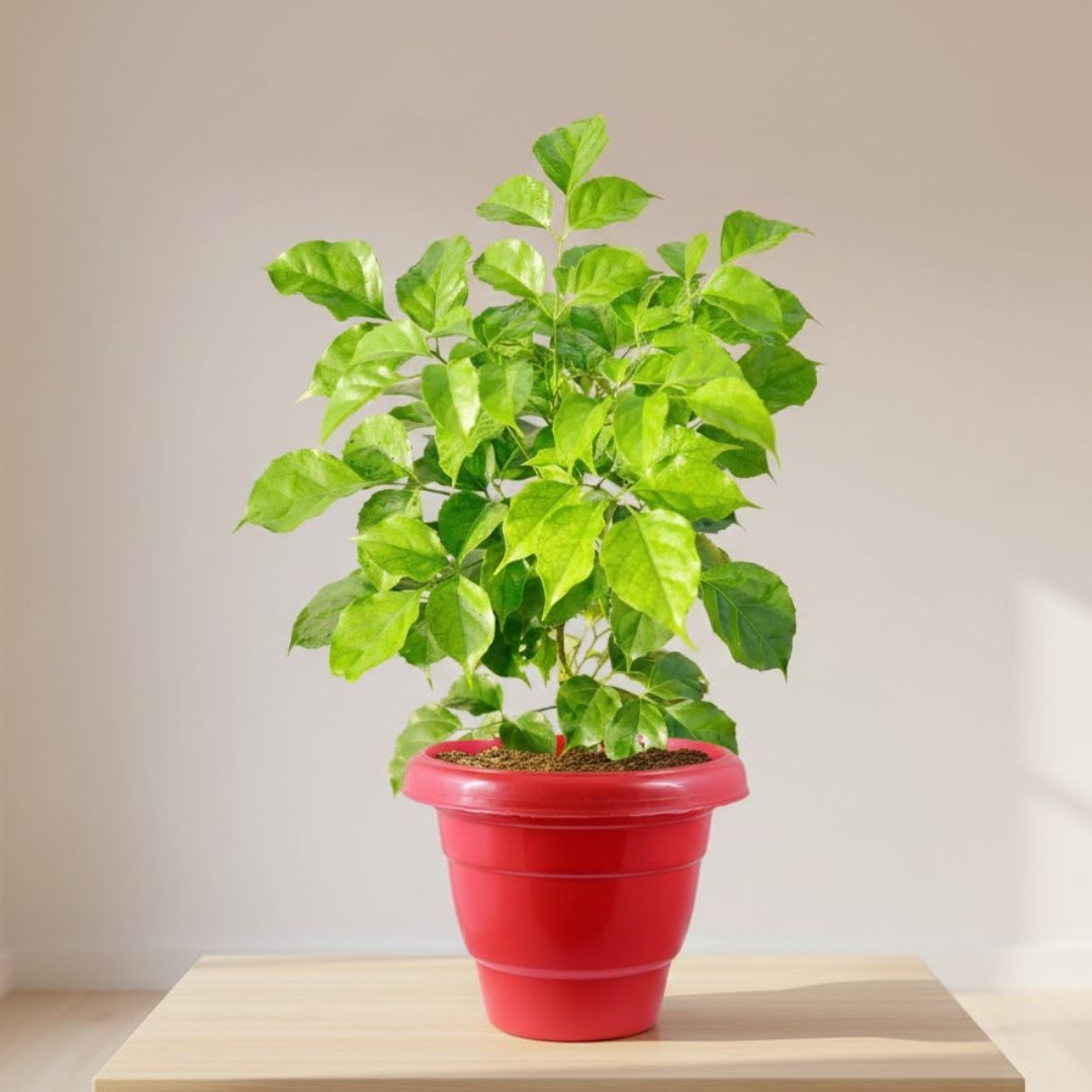 Radermachera / China Doll (~ 1 Ft) in 8 Inch Terracotta Red Classy Plastic Pot