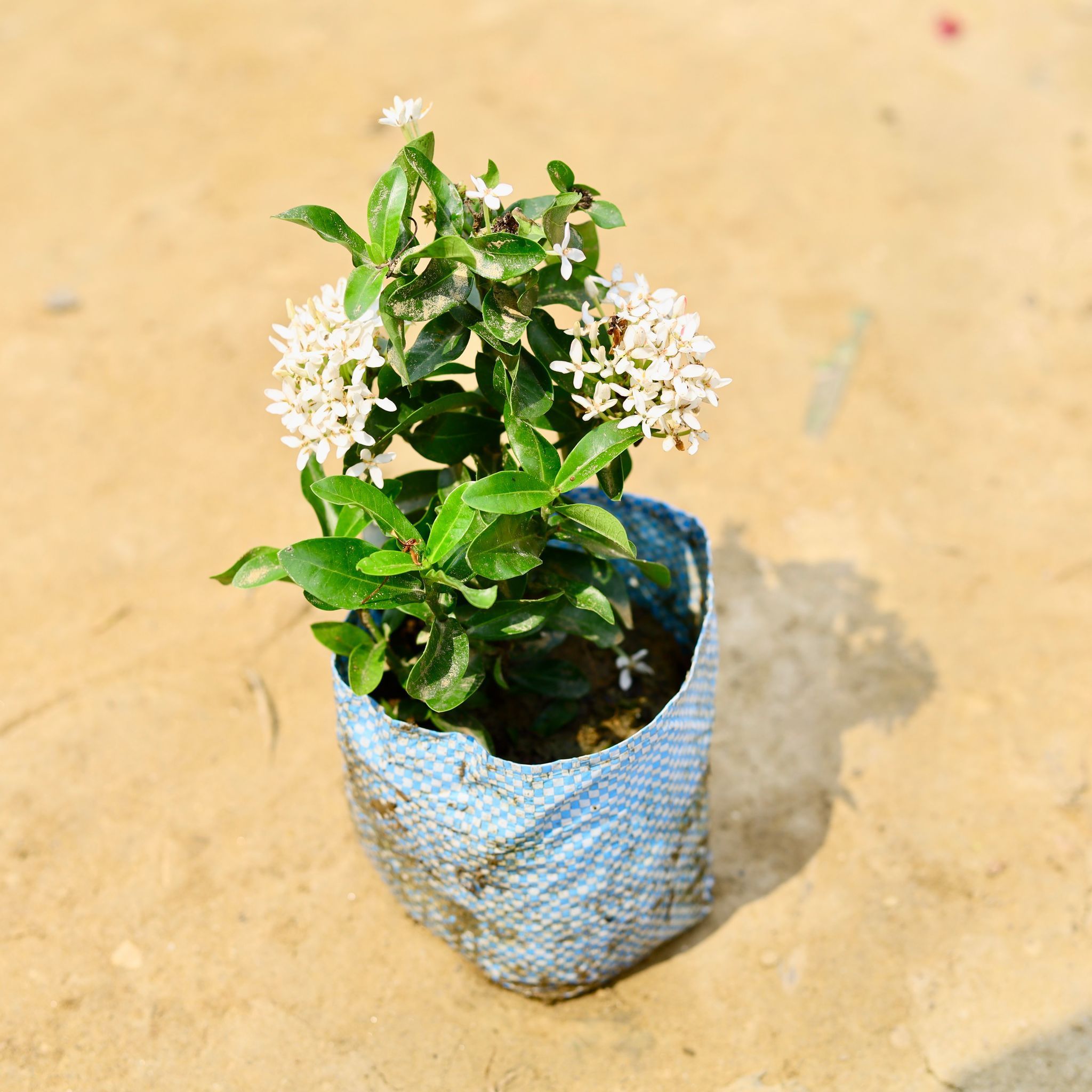 Ixora White in 4 Inch Nursery Bag
