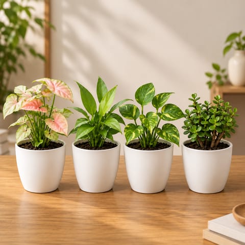 Peaceful Greens - Set of 4 - Syngonium Pink, Peace Lily, Money Plant & Jade in 4 Inch White Premium Orchid Round Plastic Pots