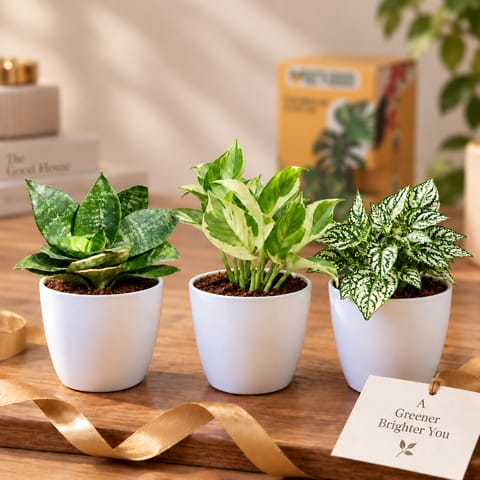 GIfting Green Harmony - Set of 3 - Snake Dwarf Green, Money plant N'Joy & Hypoestes/ Polka Dot in 4 inch White Premium Orchid Plastic Pot in Premium Gfting Box