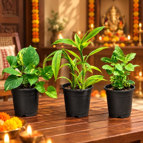 Ganesh Chatturthi Prosperity Combo - Set of 3 - Money Plant Green, Lucky Bamboo Golden & Rama Tulsi in 4 inch Nursery Pot | Festival Special Plants