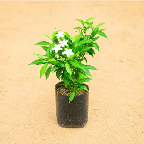 Chandni Dwarf / Jasmine in 4 inch Nursery bag