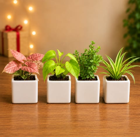 Indoor Green Haven - Set of 4 - Syngonium Pink, Money plant, Spider & Jade in 4 Inch Square Ceramic Pots