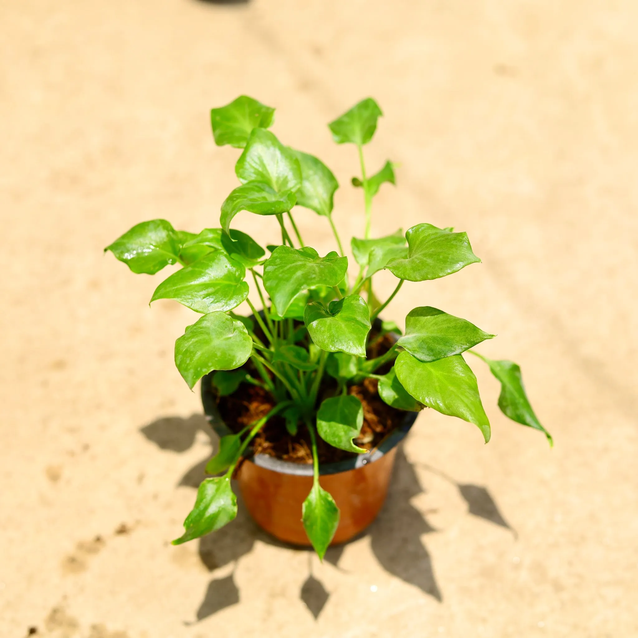 Xanadu Green in 4 Inch Nursery Pot
