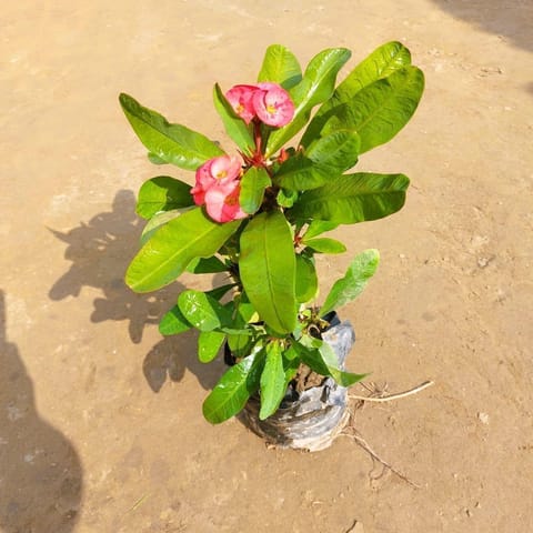 Euphorbia Mili (~ 1 Ft) in 5 Inch Nursery Bag