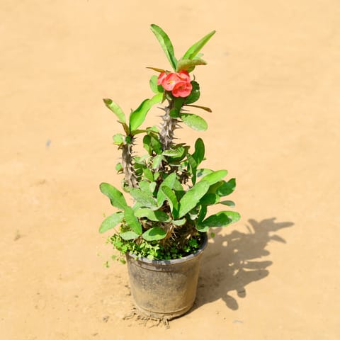 Euphorbia Mili (Any Colour) in 6 Inch Nursery Pot