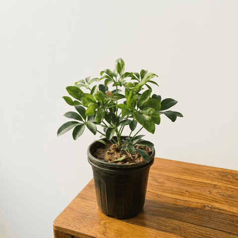 Schefflera Green in 4 inch Nursery Pot