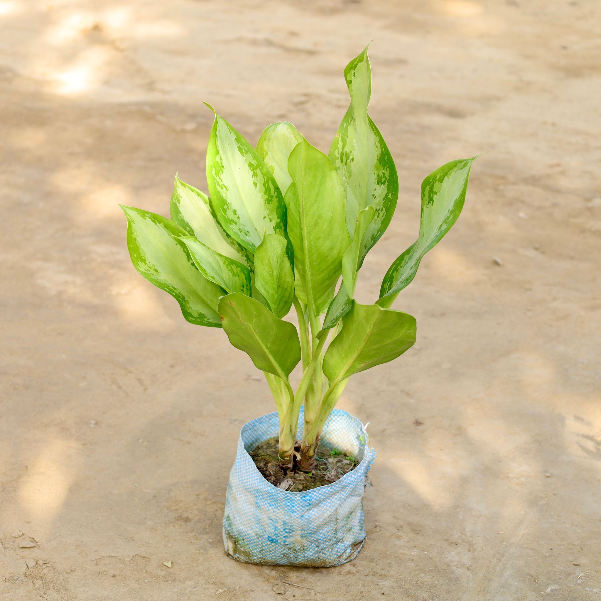 Aglaonema Deborah Bushy in 5 Inch Nursery Bag