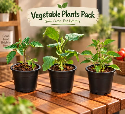 Vegetable Plants - Set of 3 - Baigan / Brinjal, Tomato & Chilli / Mirchi Plant in 4 Inch Nursery pot