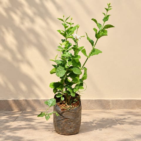 Mogra / Jasmine (Any Colour) Pune in 6 Inch Nursery Bag | Fragrant | Flowering