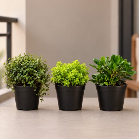 Cactus and Succulents Combo - Set of 3 - Turtle Vine Black, Sedum Golden Succulent & Crassula Ovata / Jade Succulent in 4 Inch Nursery Pot