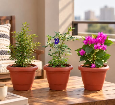 Outdoor Low Maintenance Combo - Set of 3 - Madhu Kamini White / Murraya, Bougainvillea Pink & Aparajita / Asian Pigeonwings in 8 Inch Terracotta Red Classy Plastic Pot