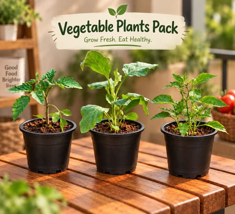 Vegetable Plants - Set of 3 - Baigan / Brinjal, Tomato & Chilli / Mirchi Plant in 4 Inch Nursery pot