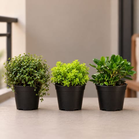 Cactus and Succulents Combo - Set of 3 - Turtle Vine Black, Sedum Golden Succulent & Crassula Ovata / Jade Succulent in 4 Inch Nursery Pot