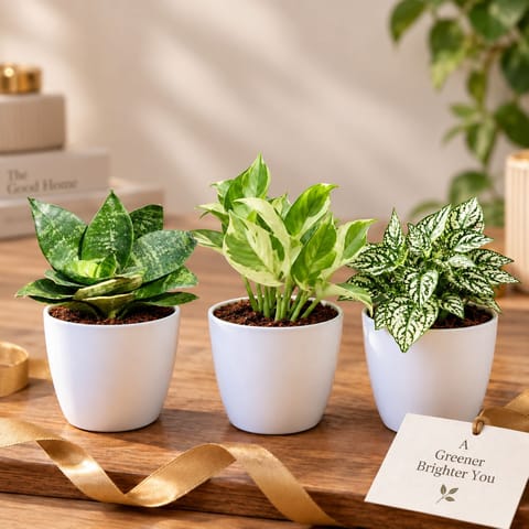 GIfting Green Harmony - Set of 3 - Snake Dwarf Green, Money plant N'Joy & Hypoestes/ Polka Dot in 4 inch White Premium Orchid Plastic Pot