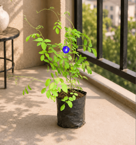Aparajita / Asian Pigeonwings (any colour) in 5 Inch Nursery Bag
