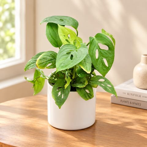 Monstera Broken Heart in 4 Inch White Minimalist Cylindrical Ceramic Pot