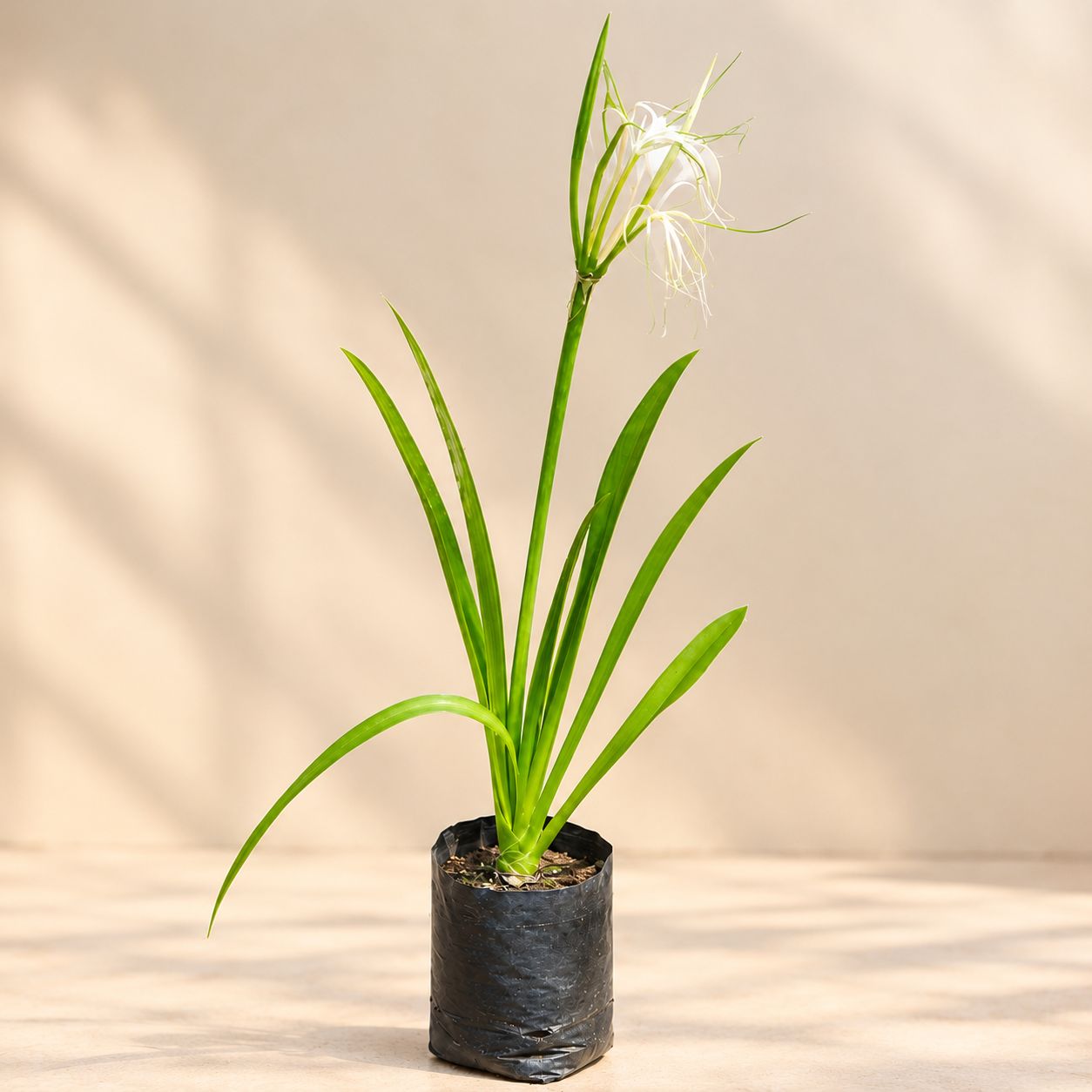 Spider Lily in 3 Inch Nursery Bag