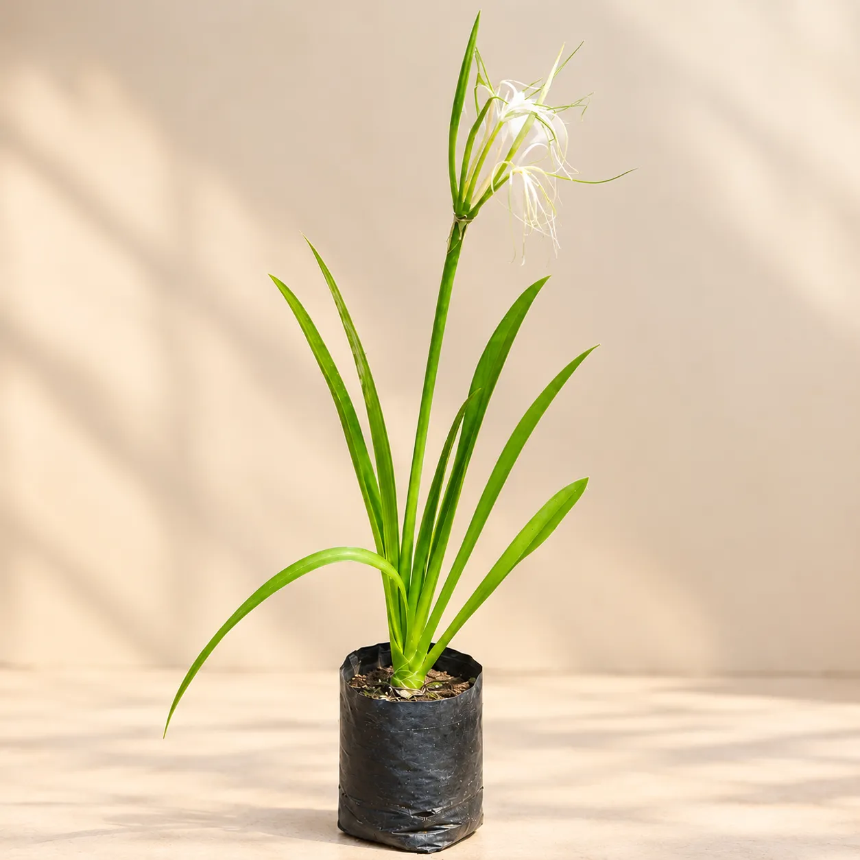 Spider Lily in 3 Inch Nursery Bag