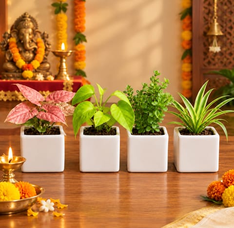 Festive Indoor Green Haven - Set of 4 - Syngonium Pink, Money plant, Spider & Jade in 4 Inch Square Ceramic Pots