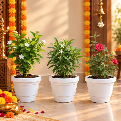 Flowering Plants Combo - Set of 3 - Mogra/Jamine, Chandni Dwarf and Kashmiri Rose in 8 inch White Classy Plastic Pot