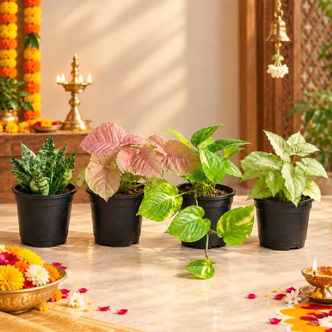 Low Maintenance Favourites - Set of 4 - Syngonium Yammi, Snake Dwarf Green, Money Plant Green & Syngonium Pink in 4 Inch Nursery Pots