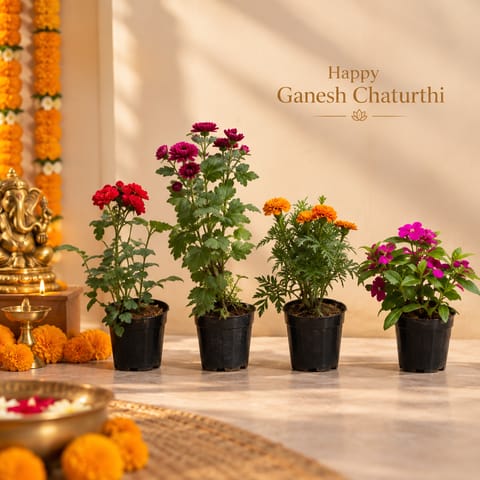 Flowering Blooms - Set of 4 - Rose, Chrysanthemum, Marigold & Bougainvillea in 6 Inch Nursery Pots