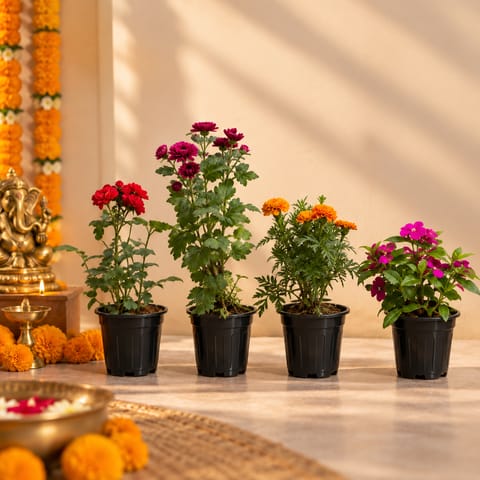 Flowering Blooms - Set of 4 - Rose, Chrysanthemum, Marigold & Bougainvillea in 6 Inch Nursery Pots