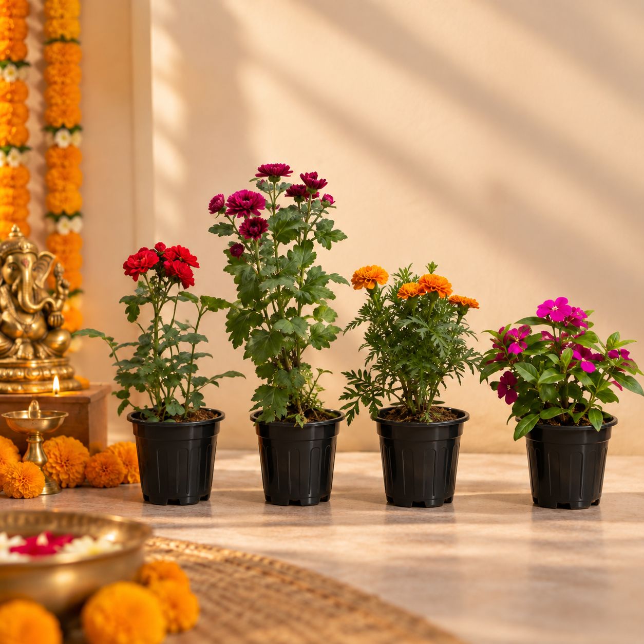 Flowering Blooms - Set of 4 - Rose, Chrysanthemum, Marigold & Bougainvillea in 6 Inch Nursery Pots