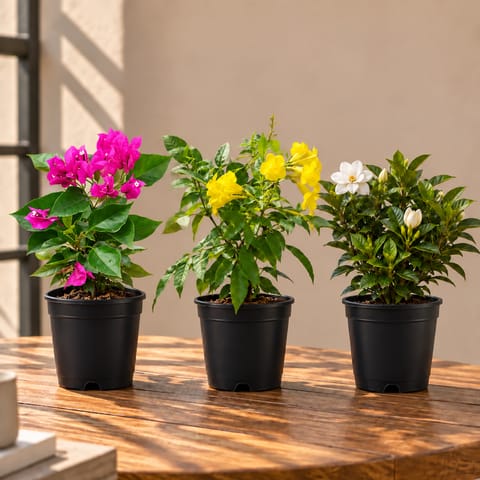 Permanent  flowering Plants Bloom - Set of 3 - Bougainvillea Pink, Gardenia / Gandhraaj & Tecoma Yellow in 5 Inch Nursery Pot