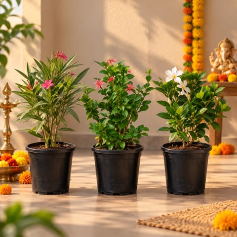 Fragrant Flowering Plants Collection - Set of 3 - Gardenia / Gandhraaj, Rangoon Creeper / Madhu Malti & Kaner / Oleander (Any Colour) in 6 Inch Nursery Pot