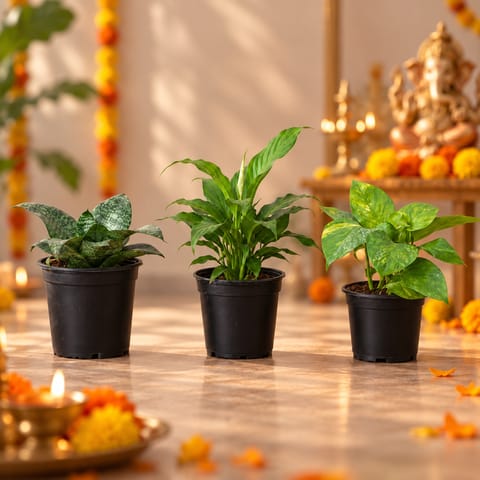 Air Purifying: Set of 3 - Snake Dwarf Green, Peace Lily & Money Plant Green in 4 Inch Nursery Pot | Positive Energy