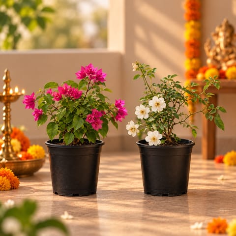 Blush bloom duo: Set of 2- Bougainvillea Dwarf & Button Rose (any color) in 5 inch Nursery Pot
