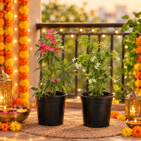 Floral Muse: Set of 2- Kaner/ Oleander (any color) & Juhi/ Jasmine in 6 inch Black Nursery Pot