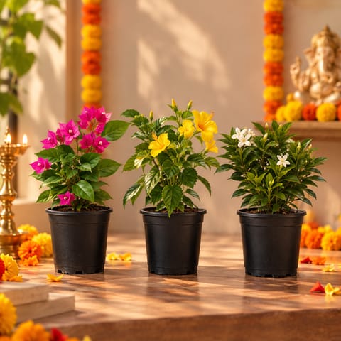 Permanent  flowering Plants Bloom - Set of 3 - Bougainvillea Pink, Gardenia / Gandhraaj & Tecoma Yellow in 5 Inch Nursery Pot