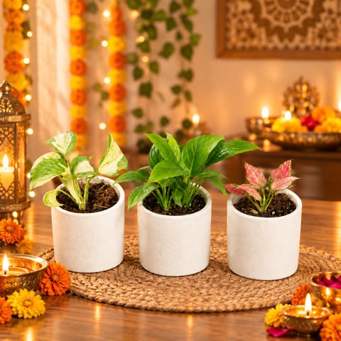 Indoor Table Tops - Set of 3 - Money Plant N'Joy, Peace Lily & Aglaonema Pink in 4 Inch White Pipe Designer Ceramic Pot (any design)