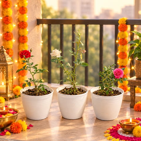 Roseful Paradise - Set of 3 - Rose (Red, Pink & White) in 08 Inch White Marble Premium Milo Round Plastic Pot