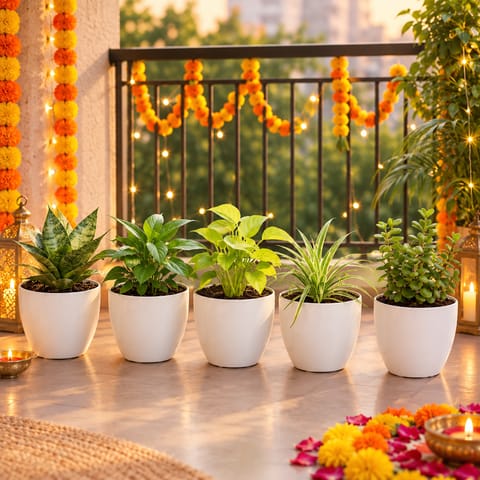 Indoor Plant Combo - The Breathe Better Bundle - Set of 5 - Snake Green, Peace Lily, Money Plant, Spider & Jade in 4 Inch White Premium Orchid Plastic Pot