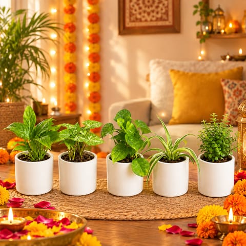 Indoor TableTop Greens - Set of 5 - Money Plant, Syngonium, Peace Lily, Spider & Jade in 4 Inch Ceramic Planters
