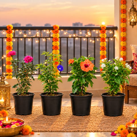 Petal Harmony - Set of 4 - Rose, Aparajita, Mogra / Jasmine, Hibiscus Dwarf in 6 Inch Nursery Pots