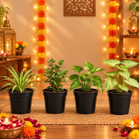 Low Maintenance Combo - Set of 4 - Spider, Jade, Money Plant & Syngonium in 4 Inch Nursery Pots
