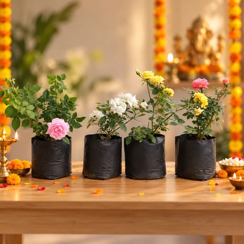 The Roseful Combo - Set of 4 - Rose / Gulab (Any Colour) in 4 Inch Nursery Bag