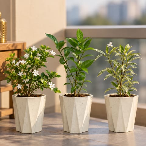 Jasmine Collection - Set of 3 - Kakda Mallige / Star Jasmine, Chandni / Crape Jasmine & Nandi Batalu Variegated in 6 Inch Marble White Diamanti Plastic Pot
