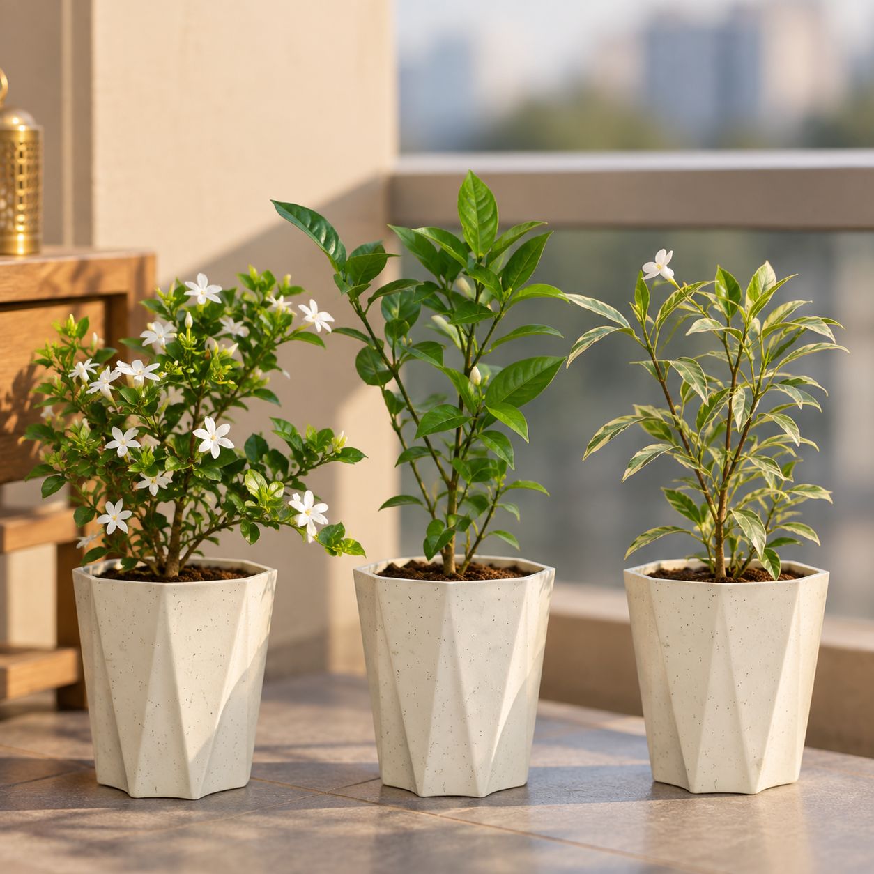 Jasmine Collection - Set of 3 - Kakda Mallige / Star Jasmine, Chandni / Crape Jasmine & Nandi Batalu Variegated in 6 Inch Marble White Diamanti Plastic Pot