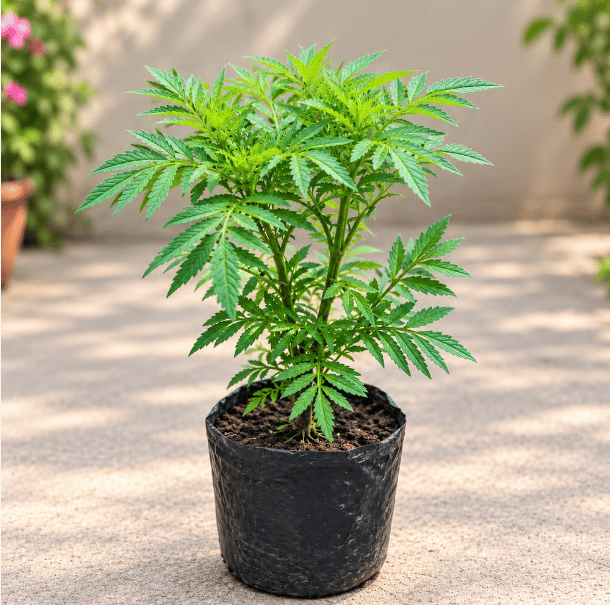 Marigold / Genda French (any colour) in 4 Nursery Bag