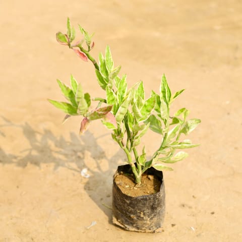 Pedilianthus / Devil's Backbone Green in 3 Inch Nursery Bag
